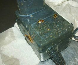 Gevrek Schädlingsbekämpfung Bild 3