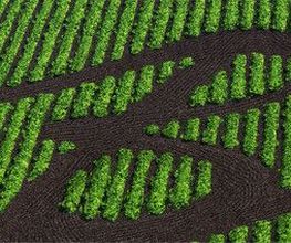 SCPA Biograins image 1