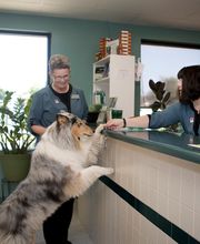 Animal Care Hospital of Morris Inc image 16