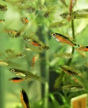 STALLER Martin EIRL AQUABOUTIK image 13