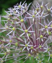 Gartenbau Hölzli AG Bild 7