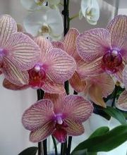 L'arbre A Papillons image 1