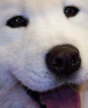 KYNOS - JORIS LOEFF Éducateur comportementaliste canin image 2