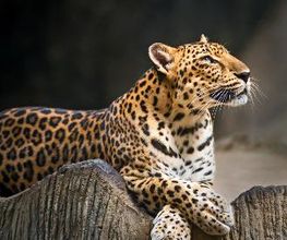 Tierpark Nadermann Bild 3