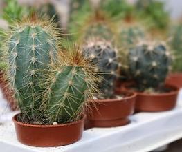 Intratuin Nuenen afbeelding 19