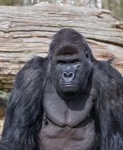 Zoo de La Boissière du Doré image 7