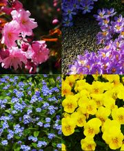 Bruderer Gartenbau AG Bild 1