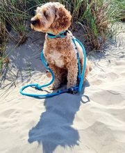 seelenhund-leinen Bild 8