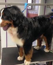 La Gent Canine image 9