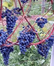 Weingut Scherer Bild 1