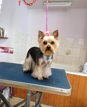 Aux Toutous Choyés image 19