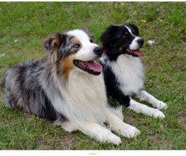 Chanadog image 8