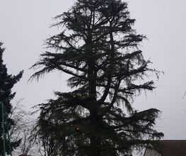 Stef Paysage & Elagage image 8