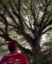 L'Arbre Remarquable image 5