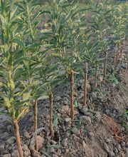 Viveros Gonzalo imagen 6