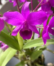 JB orchids imagen 3