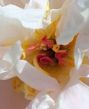 Brossier Corinne Magnétiseur Naturopathe image 6