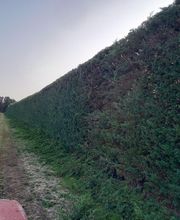 Pallaro Guy image 11