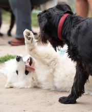 Dog Ways Hundecenter Bild 13