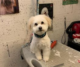 Domidogs image 17
