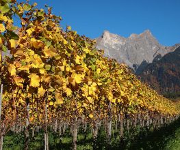 Weingut Jürg & Daniela Bild 4
