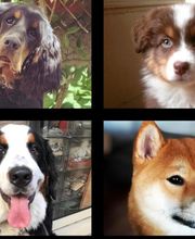 Education Canine Matthieu Gavardin image 3