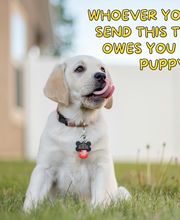 Canine Country Club & Feline Inn image 18