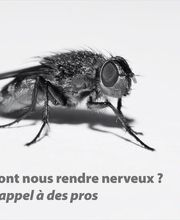 Farago Cantal image 4