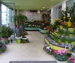 Central fleurs image 7