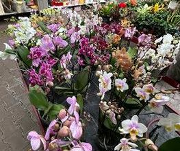 Blumen Haider Bild 9