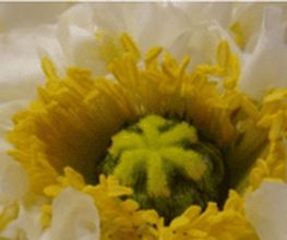 DOFLORES Annette Reich Bild 1