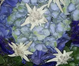 Blumen Schultz Bild 9