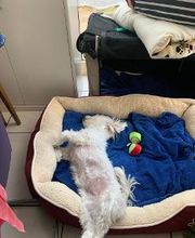 Hundebetreuung Oldies but Goldies Bild 16