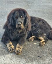 Les Pti Lou de La Colline image 7