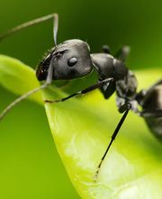 Falkner Schädlingsbekämpfung