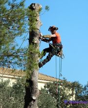 R.Evan Elagage Abattage image 1