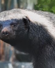 Chahinkapa Zoo image 12