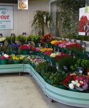 Central fleurs image 10