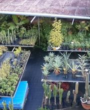 Pépinière Lesueur EARL image 9