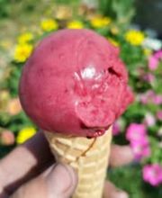 Maxifruit - Sorbets fermiers image 1