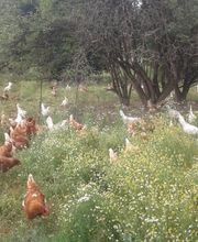 Biohof Schär Matthias & Corinne Bild 5