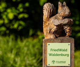 FriedWald Waldenburg Bild 12