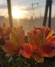 Gailleton Fleurs et Plantes image 1