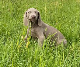 Hundeschule Pirschgang Bild 2