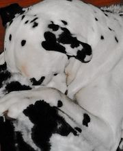 Beate Winklmann- mobile Hundeschule Bild 1