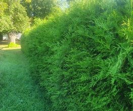 King of Greens Bild 5