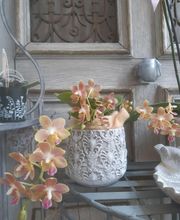 Comme une Fleur image 2