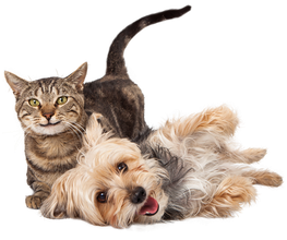 Franco  Monti PetFood Import Bild 1