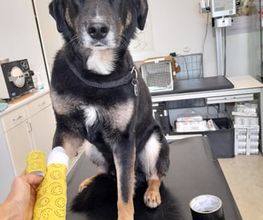 Hund mit Bandage
