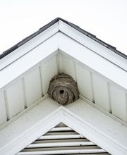 Köring Schädlingsbekämpfung Bild 2
